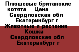 Плюшевые британские котята  › Цена ­ 3 500 - Свердловская обл., Екатеринбург г. Животные и растения » Кошки   . Свердловская обл.,Екатеринбург г.